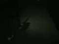 Star flashing last night while walking the dog