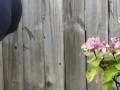 My Naughty Stepsister in Visible Pantyline Seethrough Tight Shorts Gardening - Candid Voyeur 