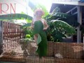 Rural striptease. Country girl dancing in the yard of her house Rustic striptease with banana leaf