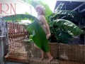 Rural striptease. Country girl dancing in the yard of her house  Rustic striptease with banana leaf