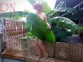 Rural striptease. Country girl dancing in the yard of her house  Rustic striptease with banana leaf