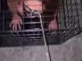 Master caged his tiny slave 