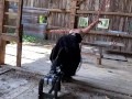 Tied up and fucked by machine in barn