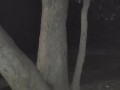 Golden Tree Shower - peeing on tree