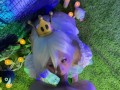 Boosette Cemetery Drain 4K TEASER OmankoVivi Cosplay Ahegao Halloween