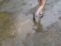 Nerdy School Girl Plays In The Rainy Day Piss Puddles