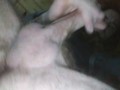 Mi Ano y pija de cerca pelirrojo peludo pija roja