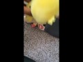 Pichu fucks Plusle uncensored
