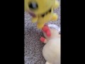 Pichu fucks Plusle uncensored