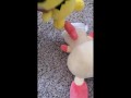 Pichu fucks Plusle uncensored