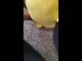 Pichu fucks Plusle uncensored