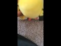 Pichu fucks Plusle uncensored