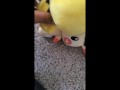 Pichu fucks Plusle uncensored