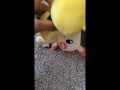 Pichu fucks Plusle uncensored