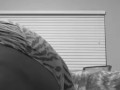 Phat ass twerking 