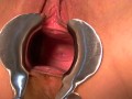 Playing with Urethra and Cervix