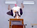 Furry Hentai 3D Yiff - Orgy Furry in a Classroom