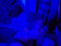 Sloppy top in the blue light