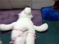 stuffy stomping and crotch rub tease 