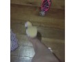 @tici_feet IG ticii_feet dangling white shoes - shoe 1 (preview)