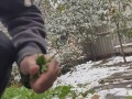 It seems that this parsley is not afraid of snow or frost.