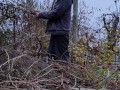 I am pruning the grapes.