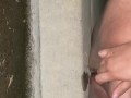 BBW pees on curb