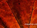 The Storm - an erotic audio short story performed by Eve's Garden