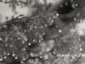 The Storm - an erotic audio short story performed by Eve's Garden