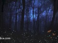 Loving hyp for Insomnia - Positive SFW audio by Eve's Garden - relax and drift off
