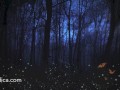 Loving hyp for Insomnia - Positive SFW audio by Eve's Garden - relax and drift off