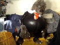 Nussija ist ein notgeiler Fickwolf und will endlich eine echte Muschi mit seinem Megaschwanz besamen