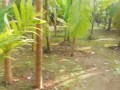 Tik Tok Teen girl pissing in coconut grove