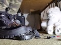 Toycar Crushing with Buffalo Platform Boots