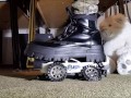 Toycar Crushing with Buffalo Platform Boots