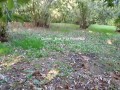 Tettona italiana scopata nel bosco davanti a guardone