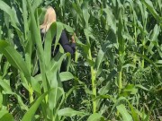 Sex przygoda na polu kukurydzy