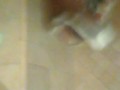 Back at it shower BBC milking 