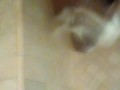 Back at it shower BBC milking 