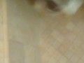 Back at it shower BBC milking 
