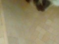 Back at it shower BBC milking 