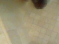 Back at it shower BBC milking 
