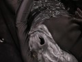 Furry ponyplayer playing with huge tits, dick and butt
