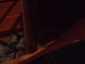 The way end of chair fuck #8, very creamy, maybe some pee/cum, mmmmmm!