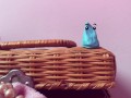 SWALLOWING mr Blue: Come play inside my GIANTESS MOUTH /ASMR VORE/ HQ - close up