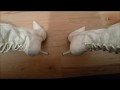 Squeaky White Laquer Boots