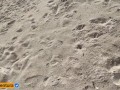 Quickie  in the bush on the beach - Anal outdoor