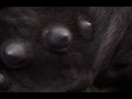 Adventures of Serenia - EP1 - Welcome to Wild Life