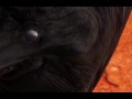 Adventures of Serenia - EP1 - Welcome to Wild Life