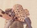 Wild Life / Furry Girl Creampie Compilation POV